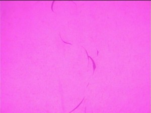 SailorMoon-s1-044(399).JPG